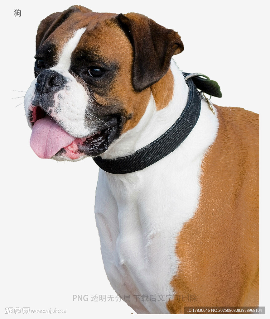 狗