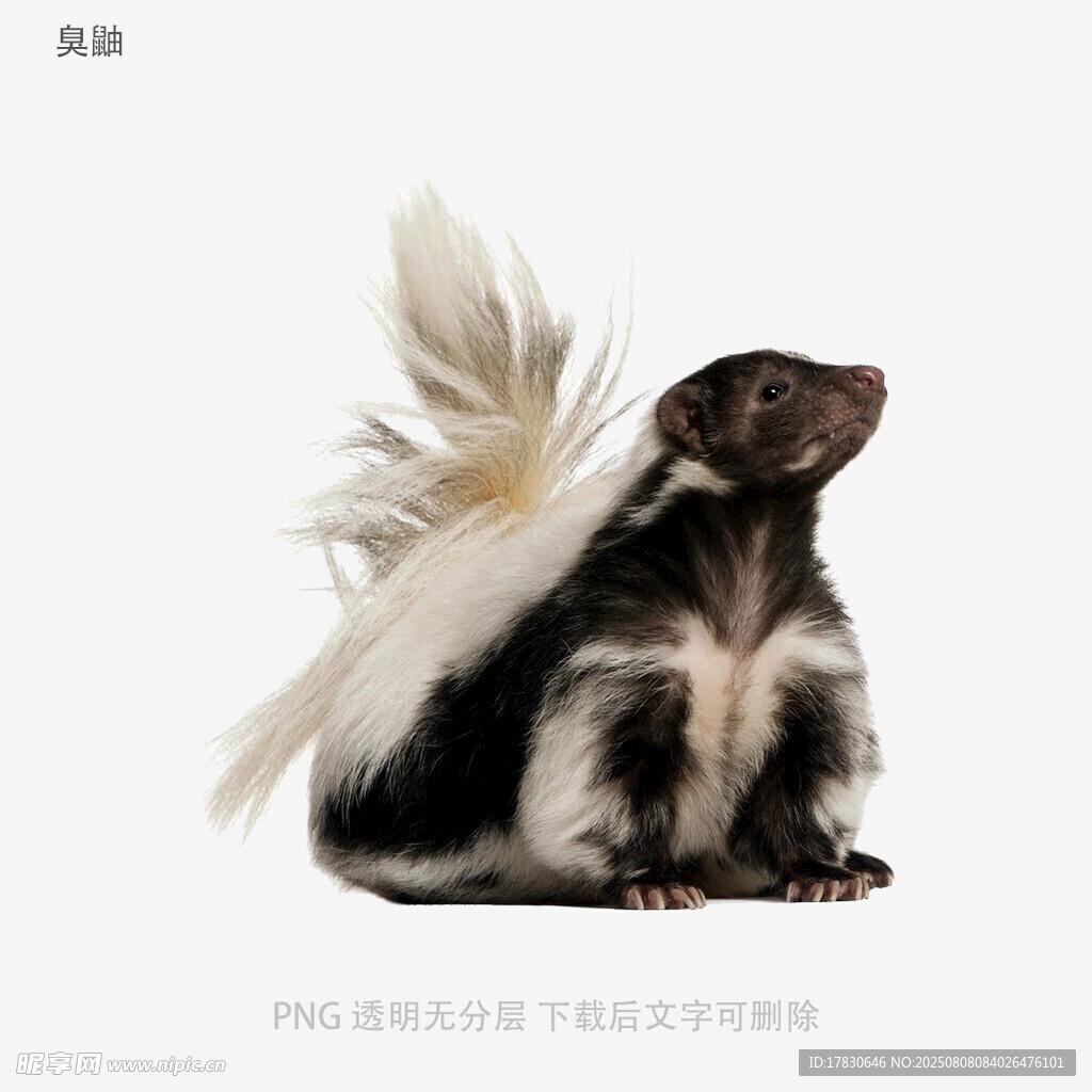 臭鼬