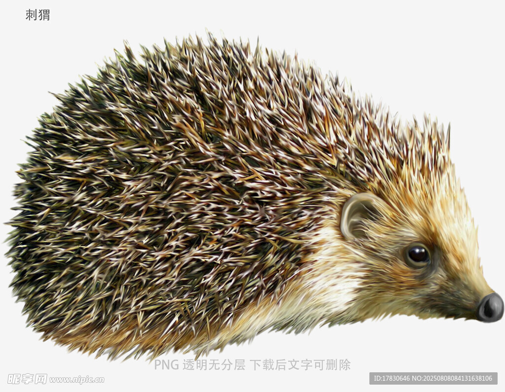 刺猬
