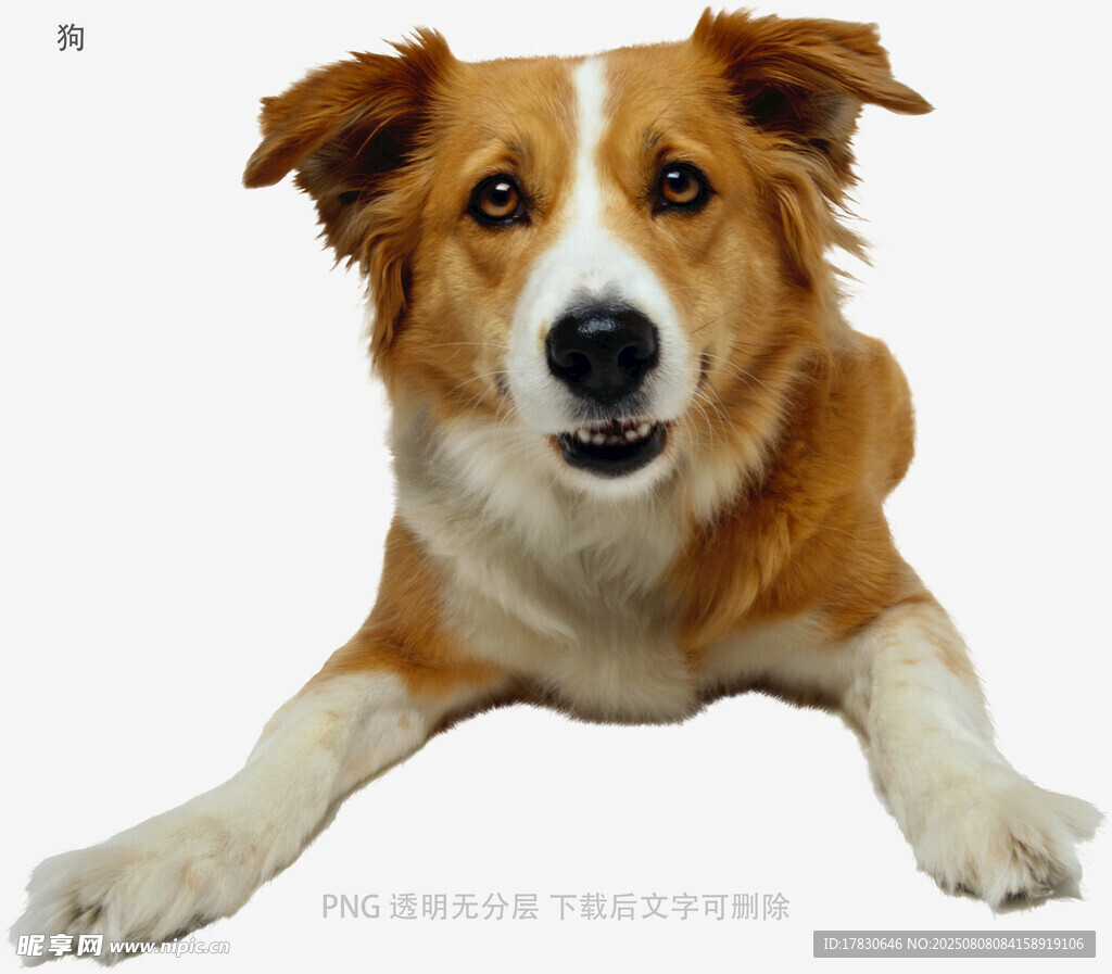 狗