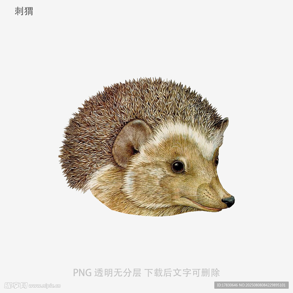 刺猬