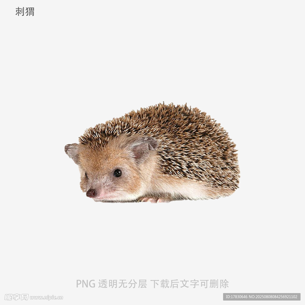 刺猬