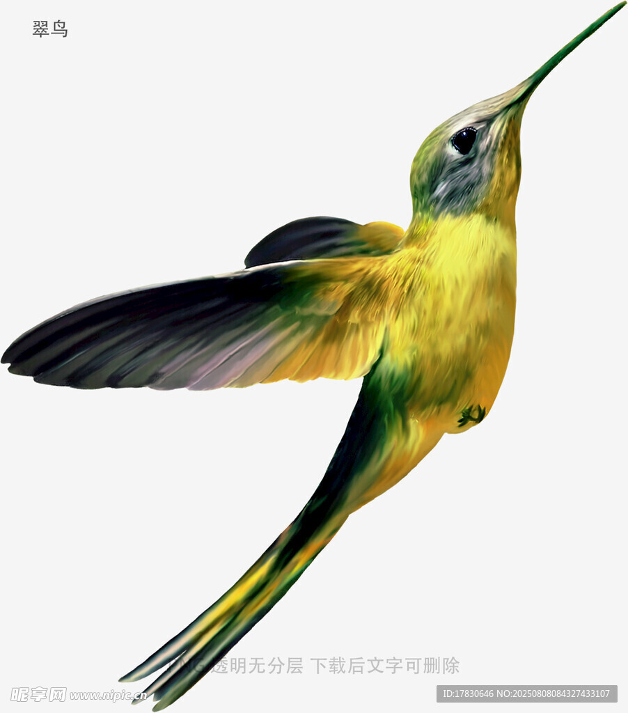 翠鸟