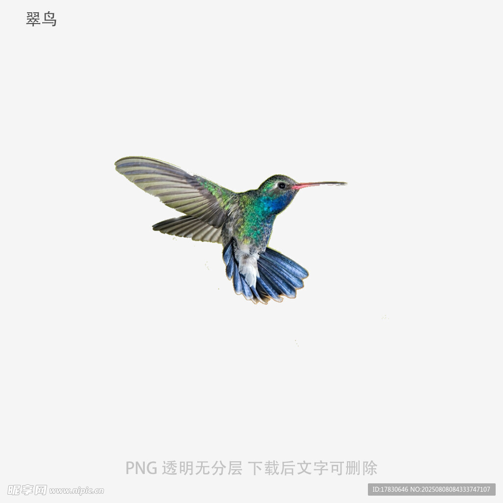 翠鸟
