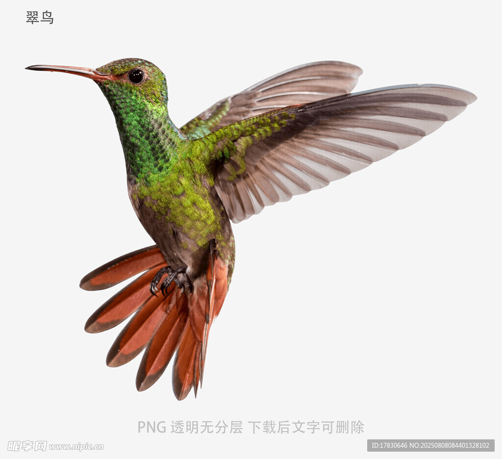 翠鸟