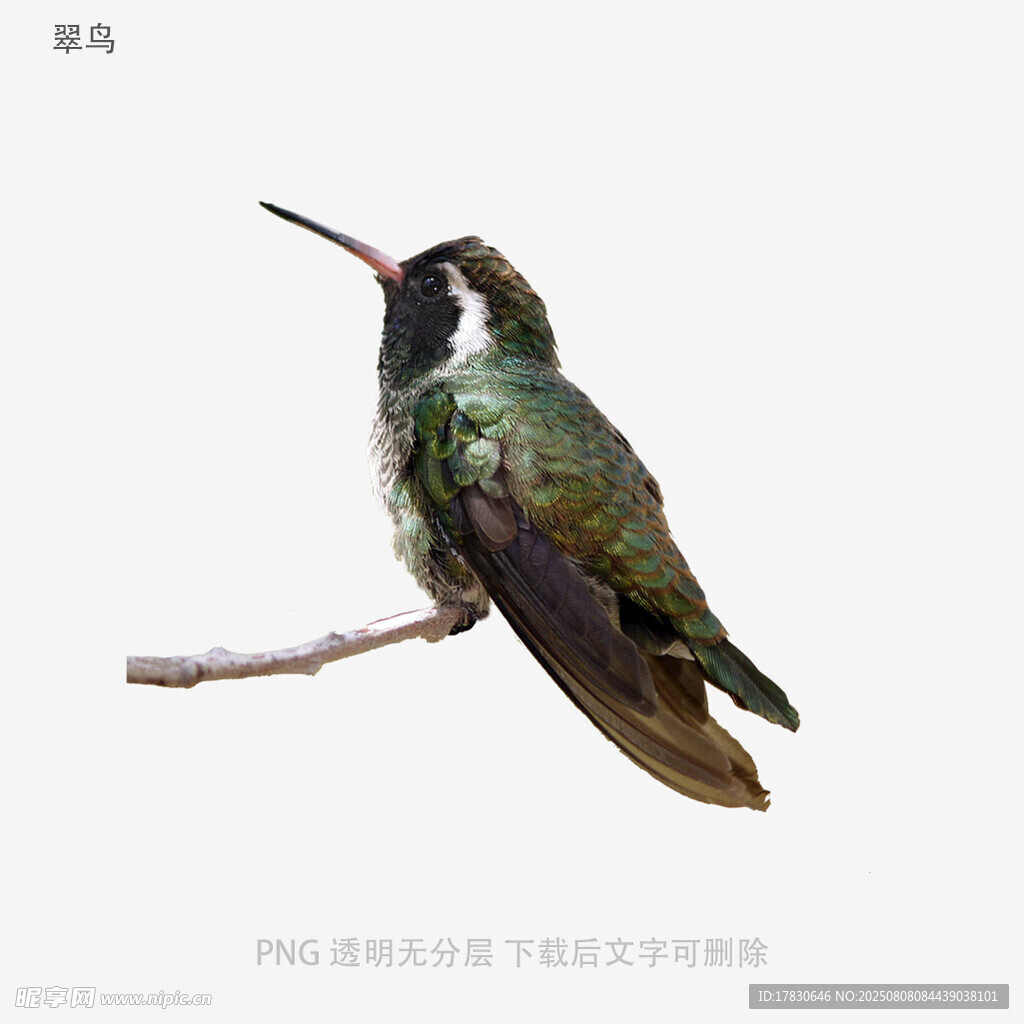 翠鸟