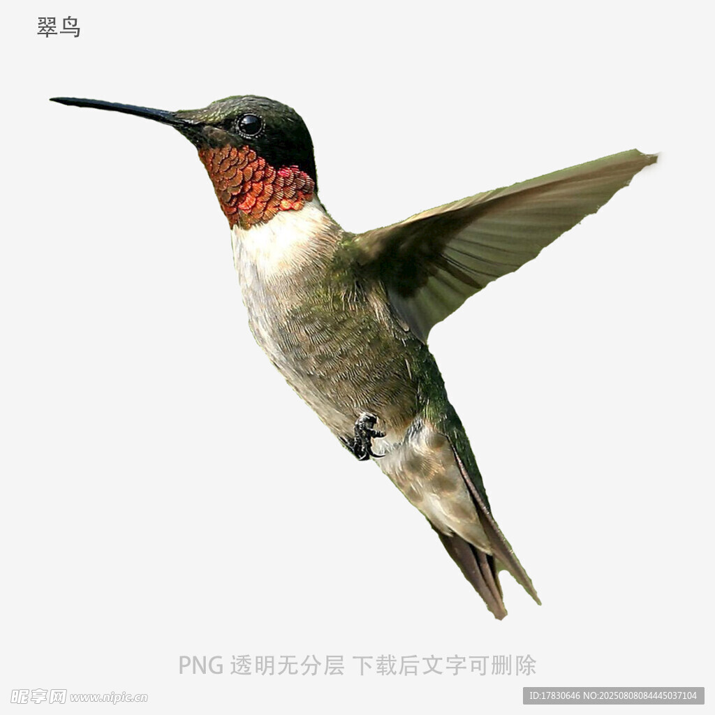 翠鸟