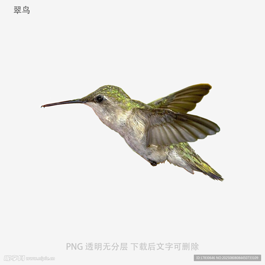 翠鸟
