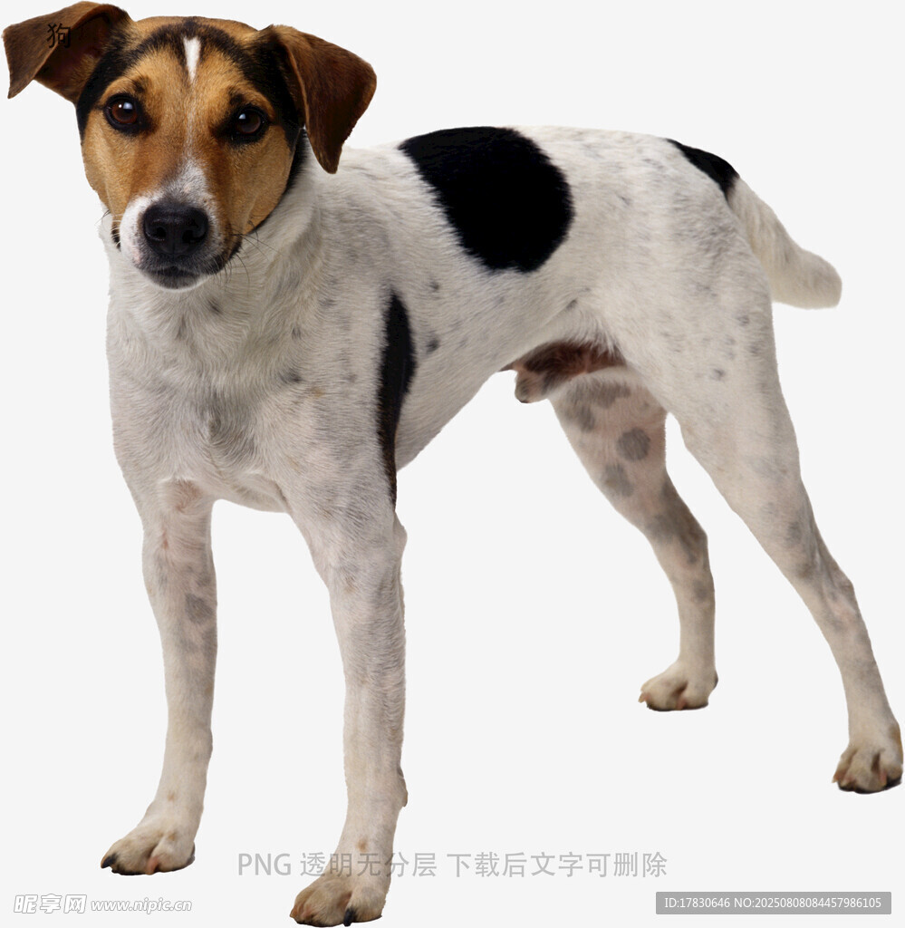 狗