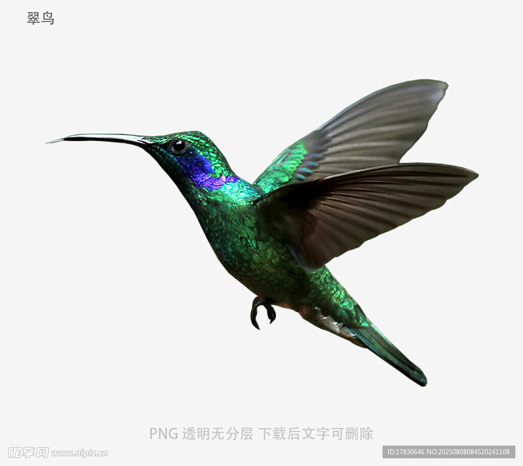 翠鸟