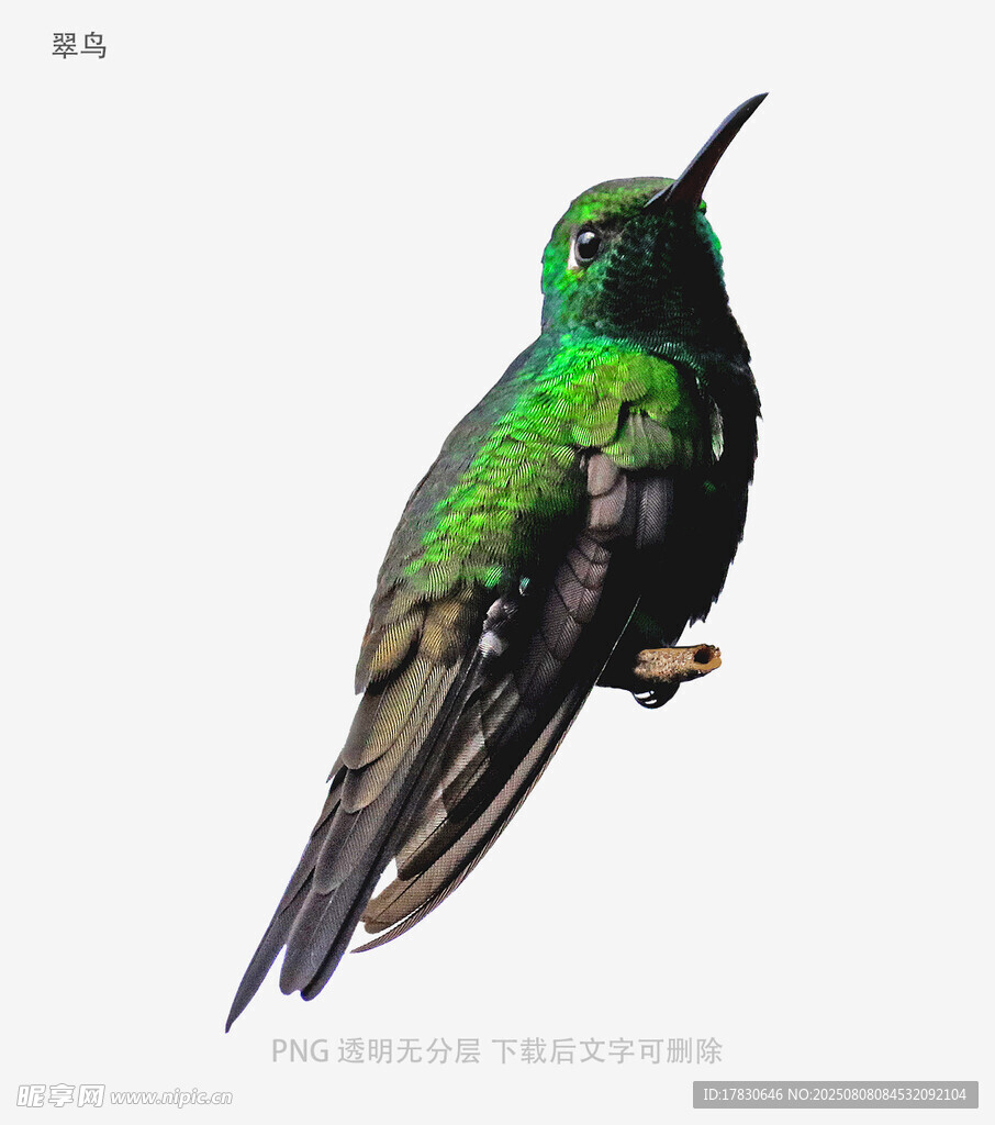 翠鸟