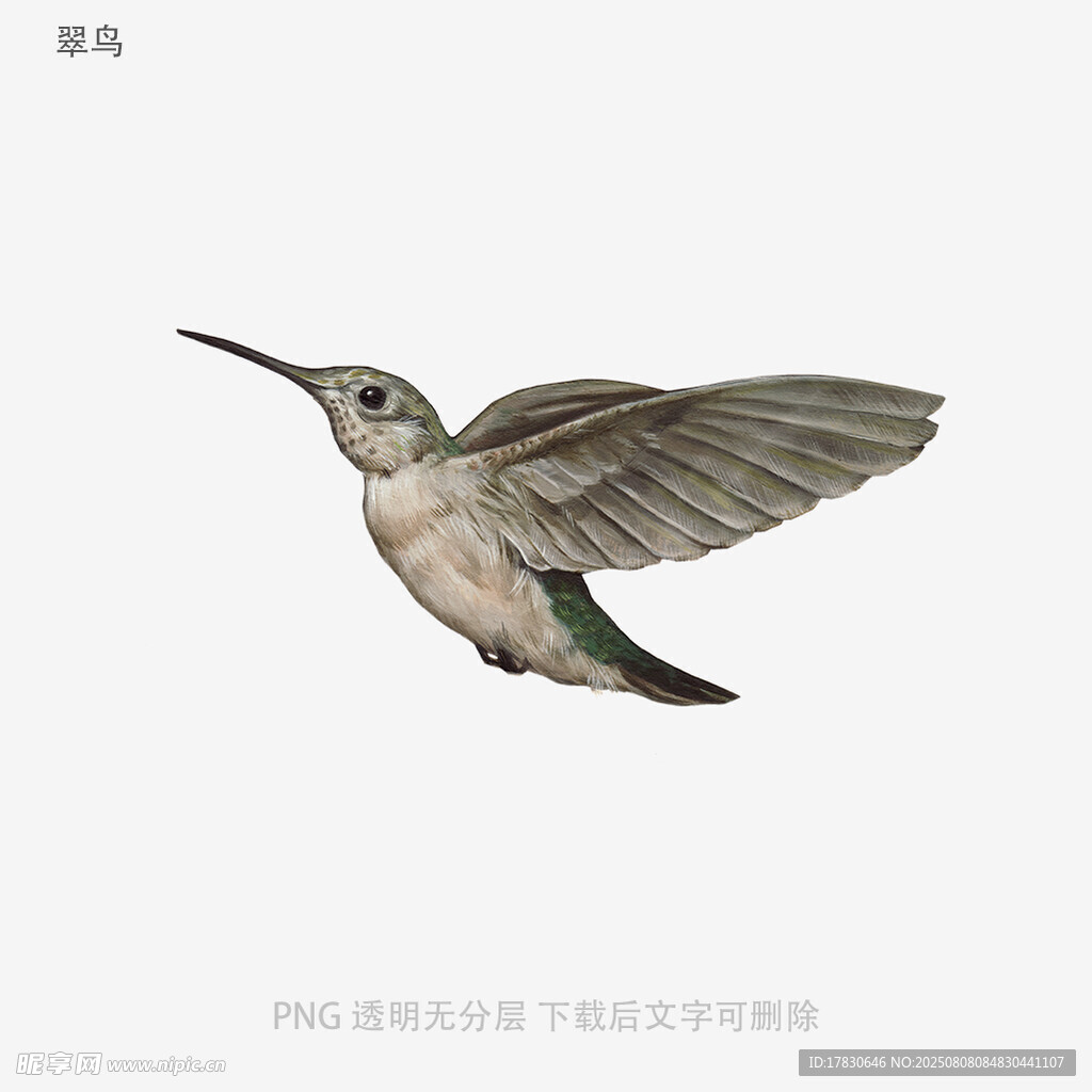 翠鸟