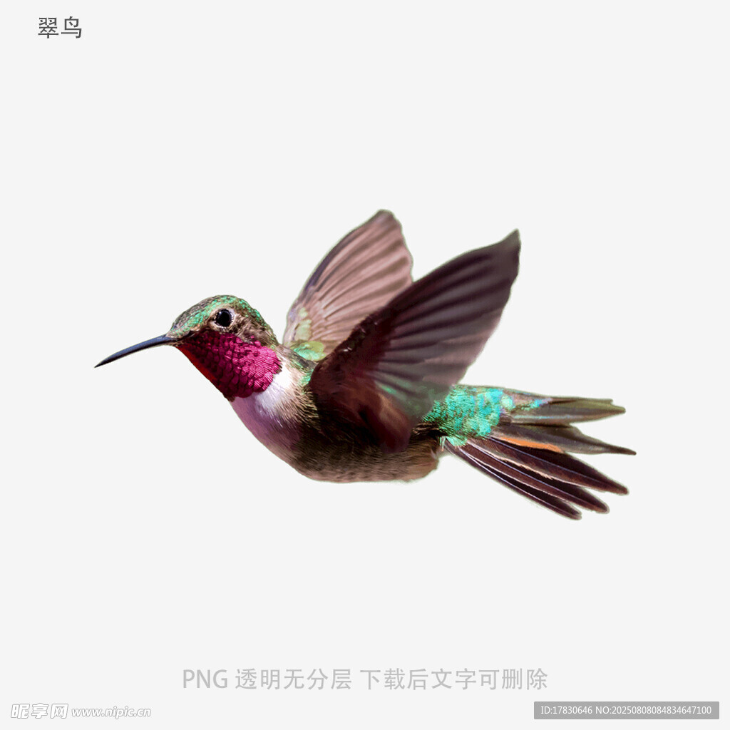 翠鸟