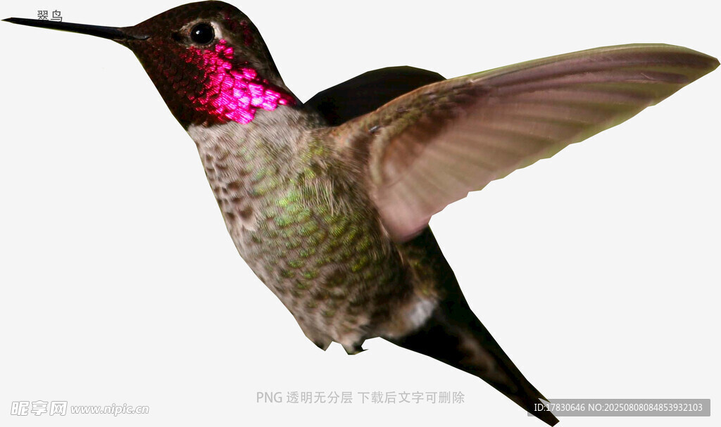 翠鸟