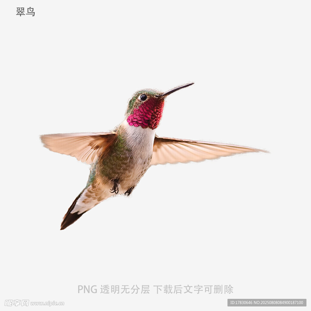 翠鸟