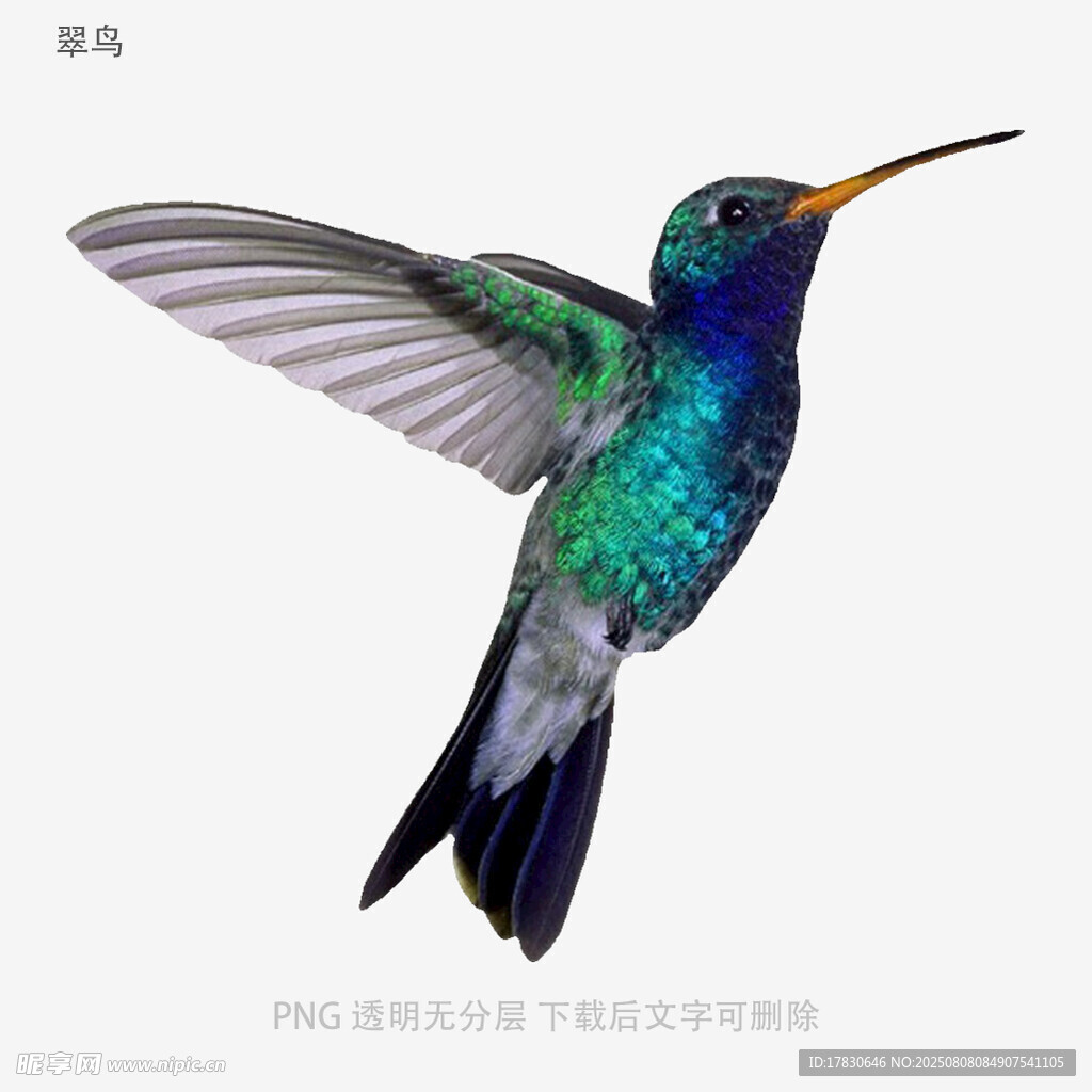 翠鸟