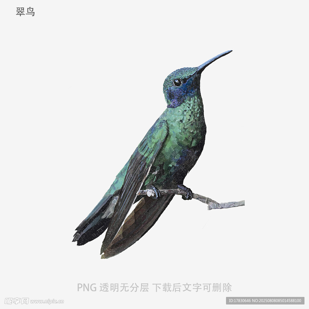 翠鸟