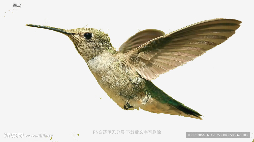 翠鸟