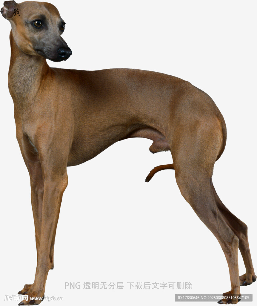狗