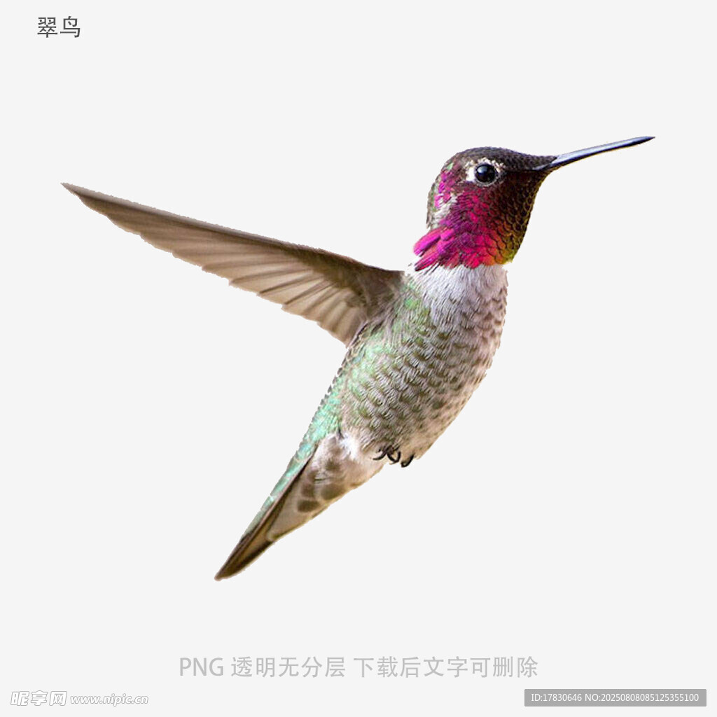 翠鸟