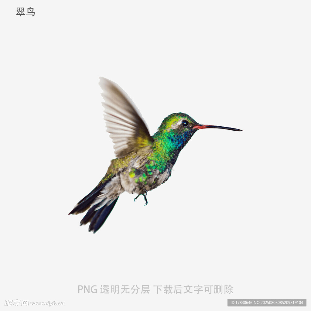 翠鸟