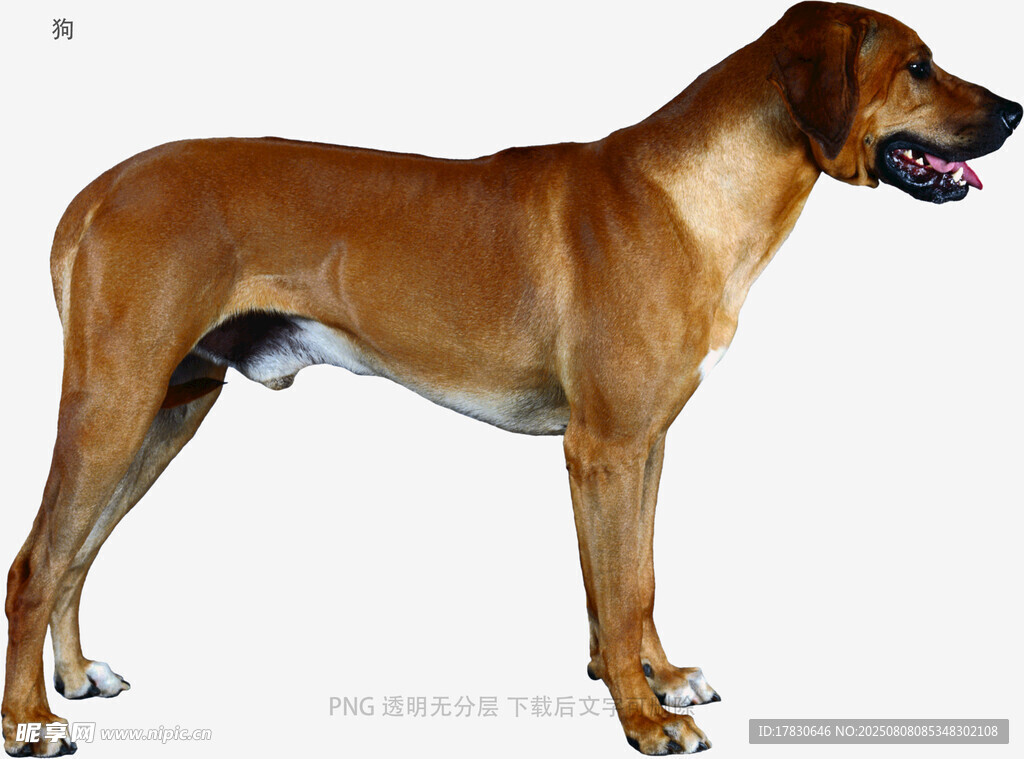 狗