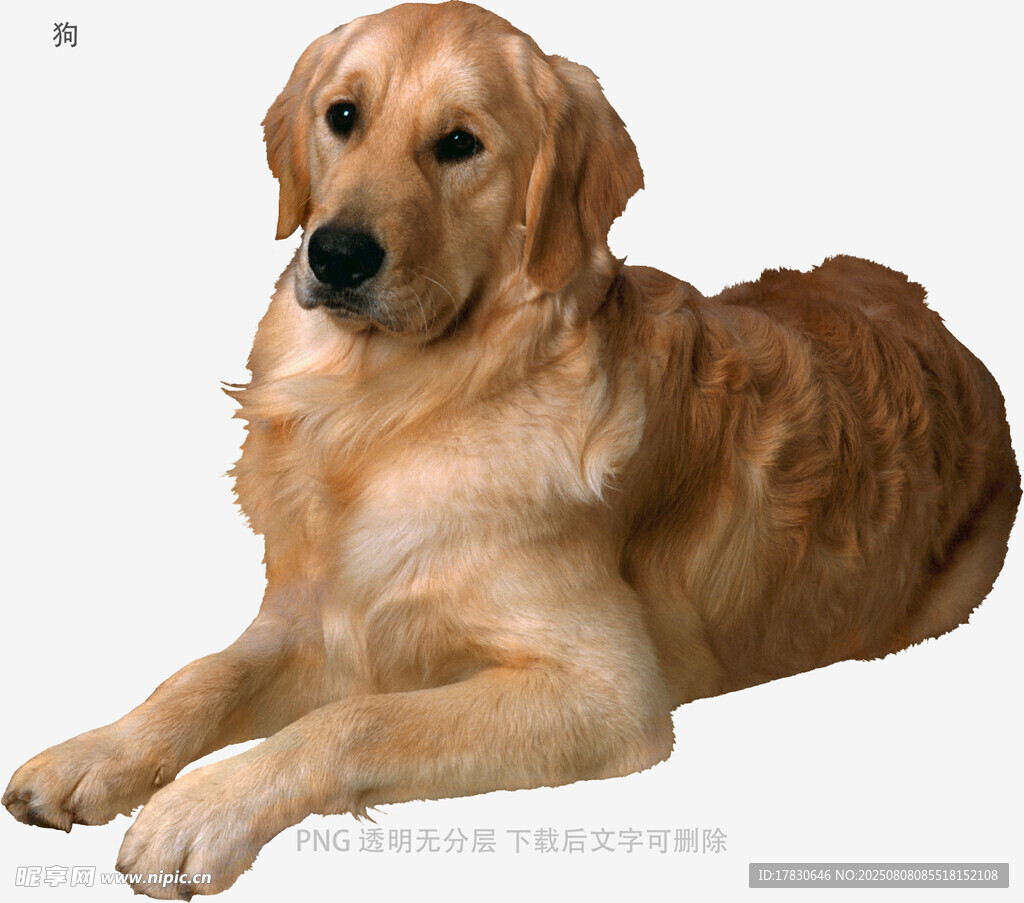 狗