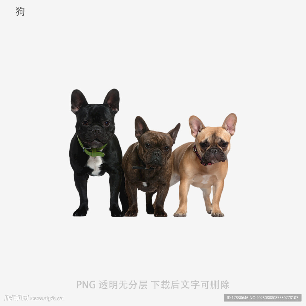 狗