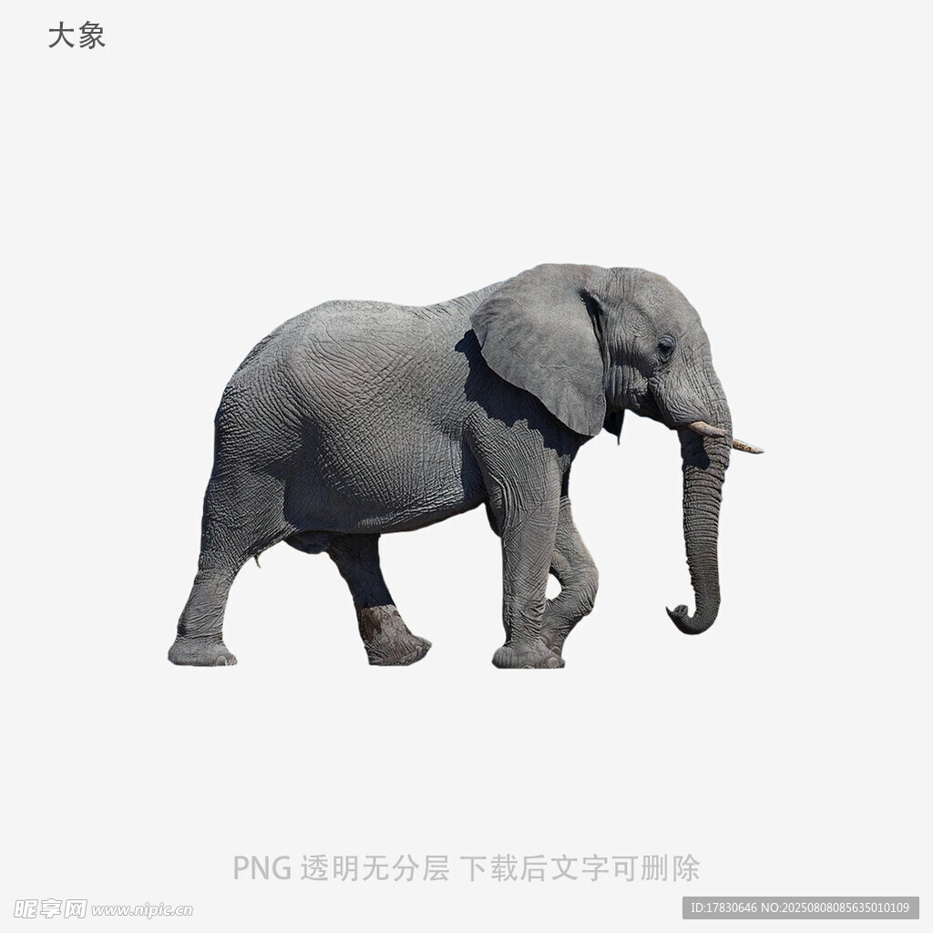 大象