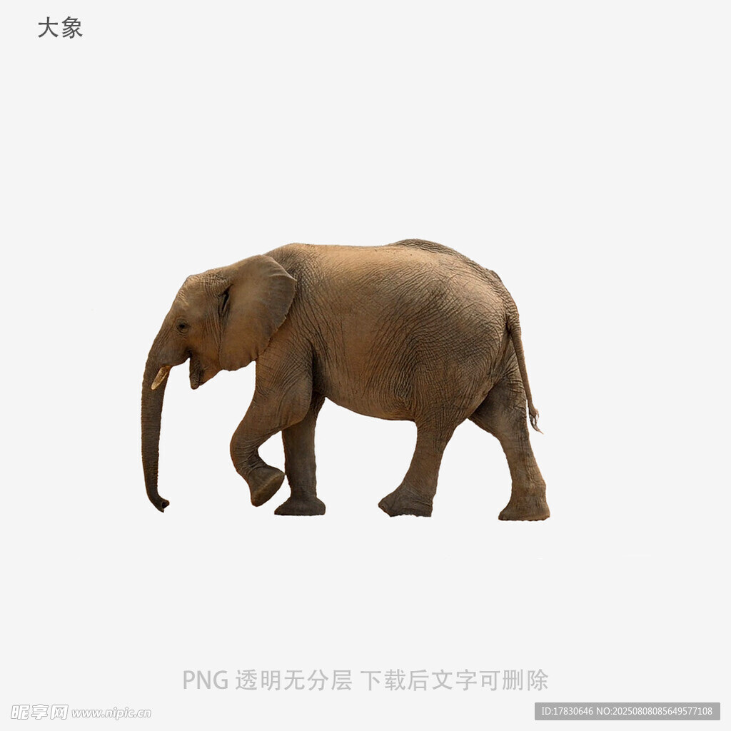 大象