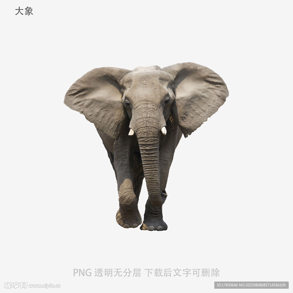 大象