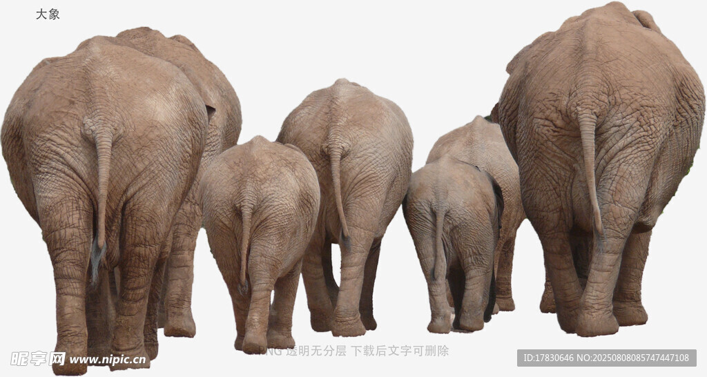 大象