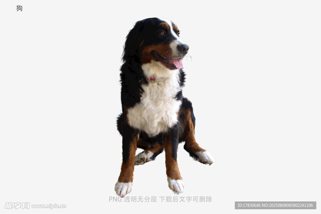 狗