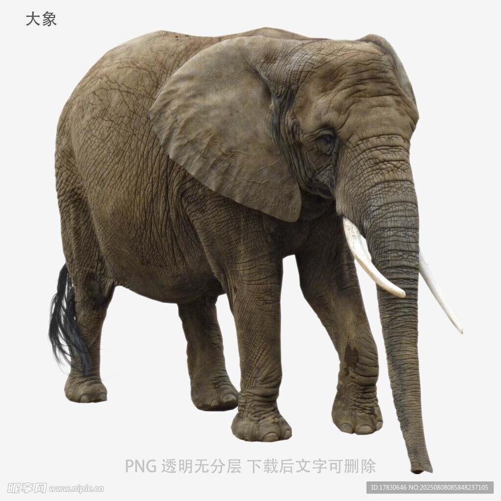 大象