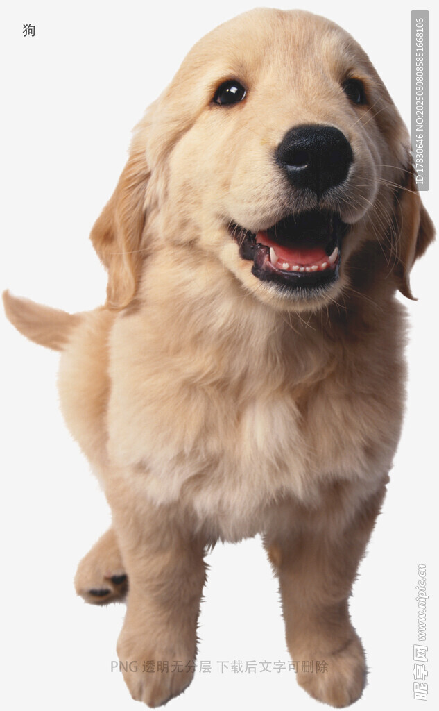 狗