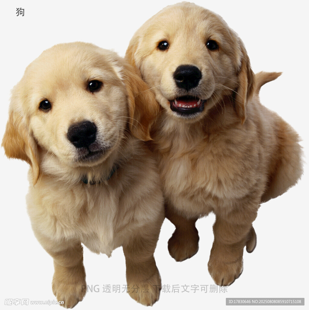 狗