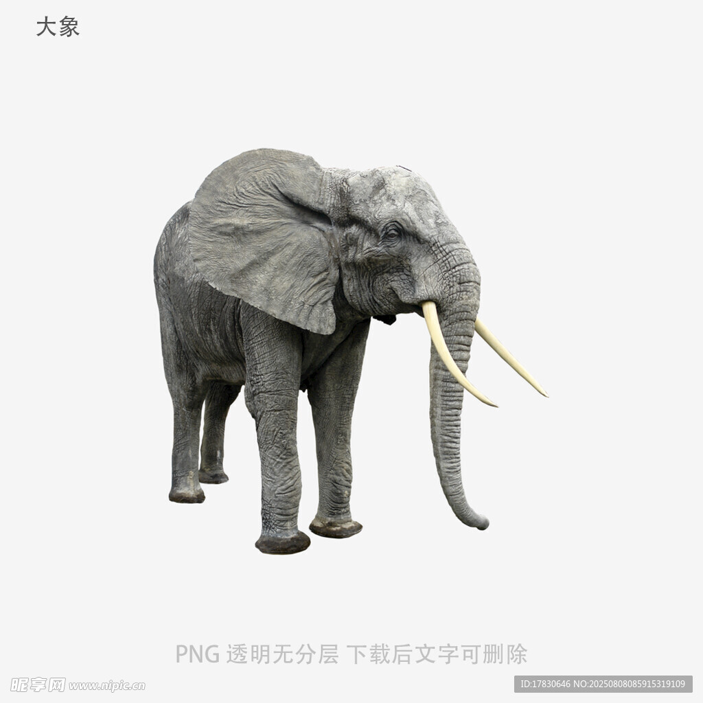 大象