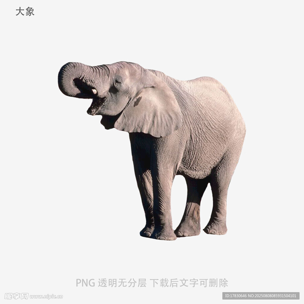 大象