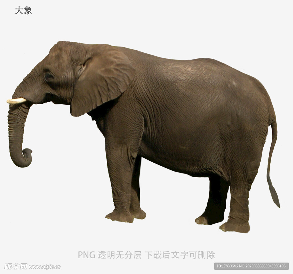 大象