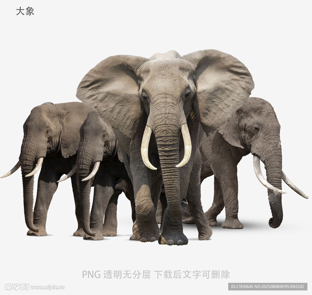 大象