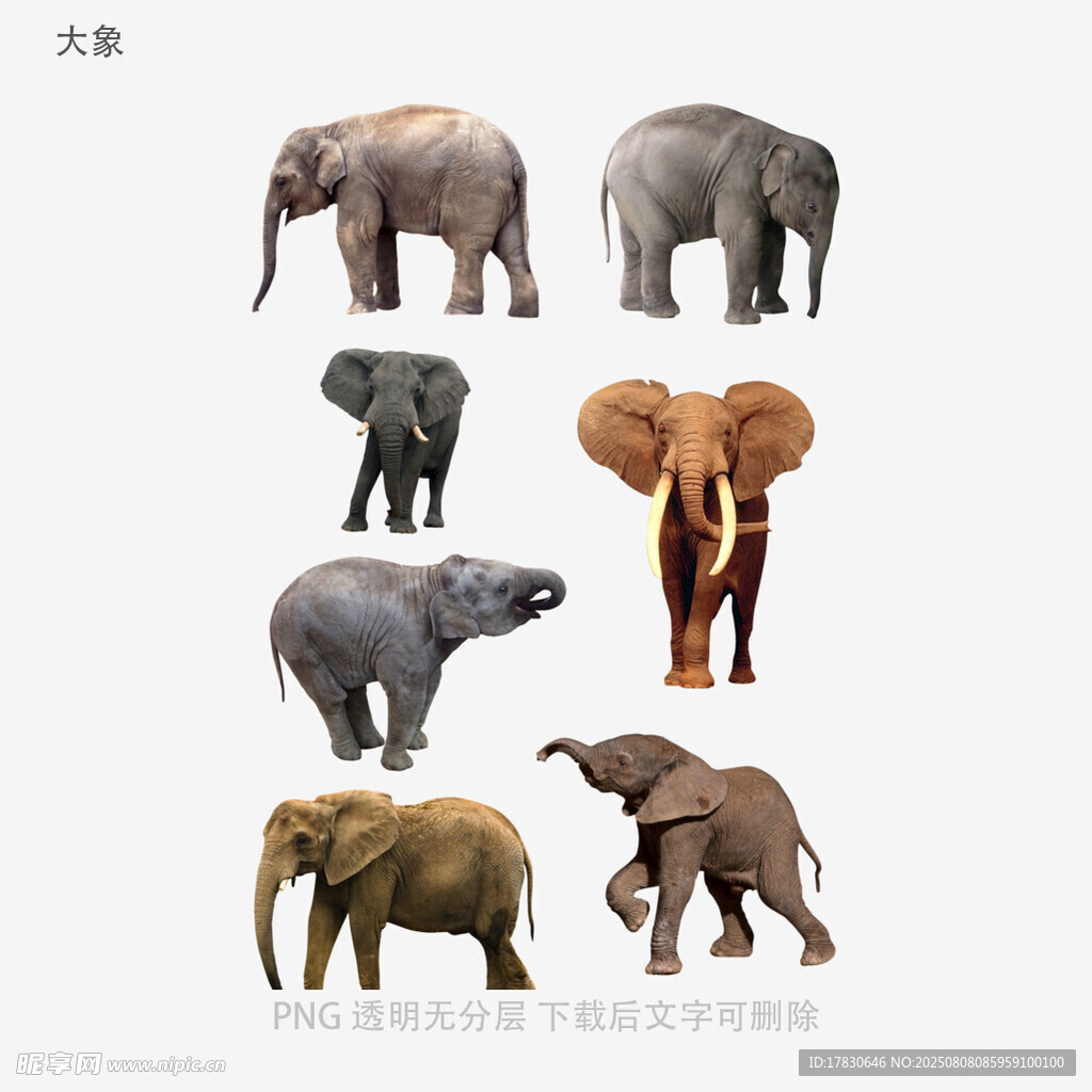 大象