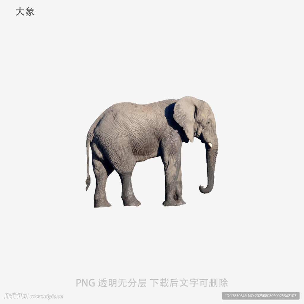 大象