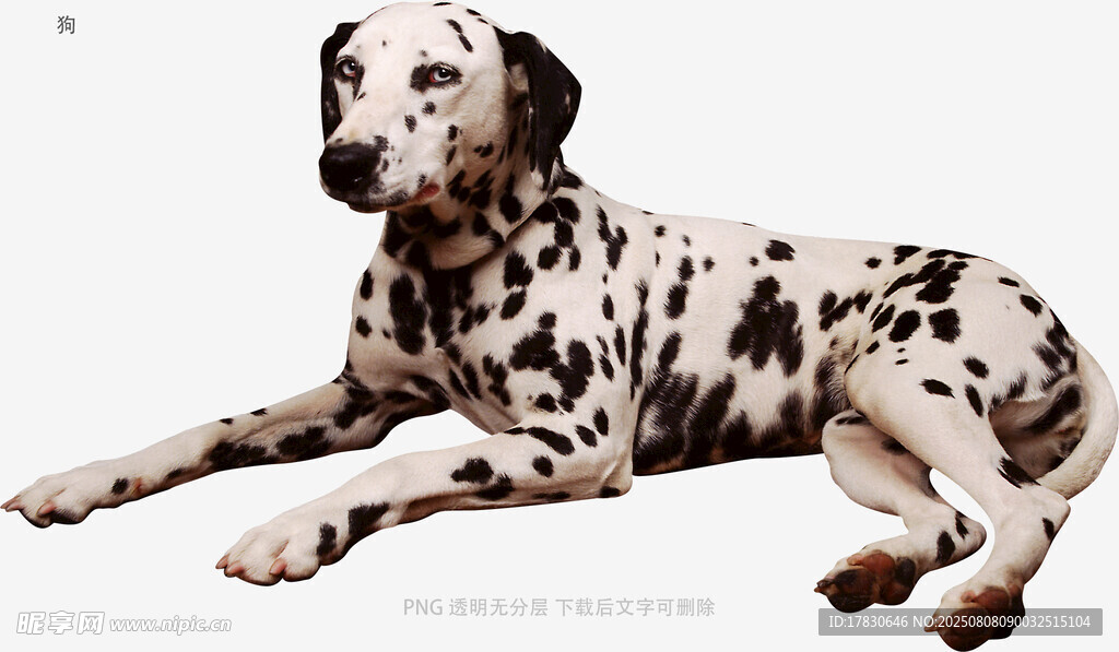 狗
