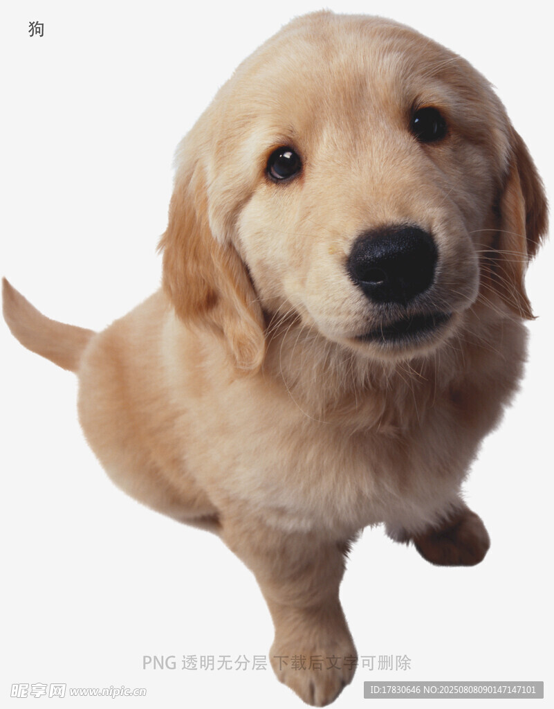 狗