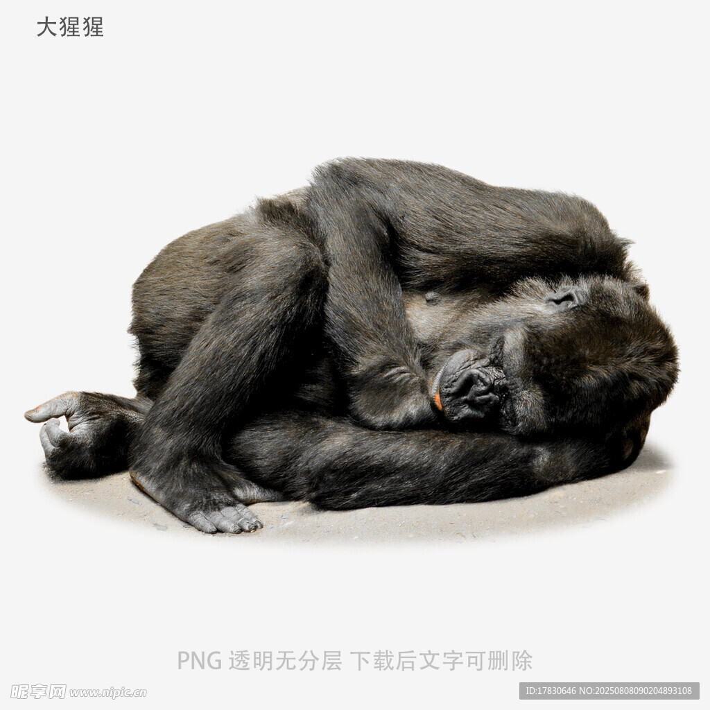 大猩猩