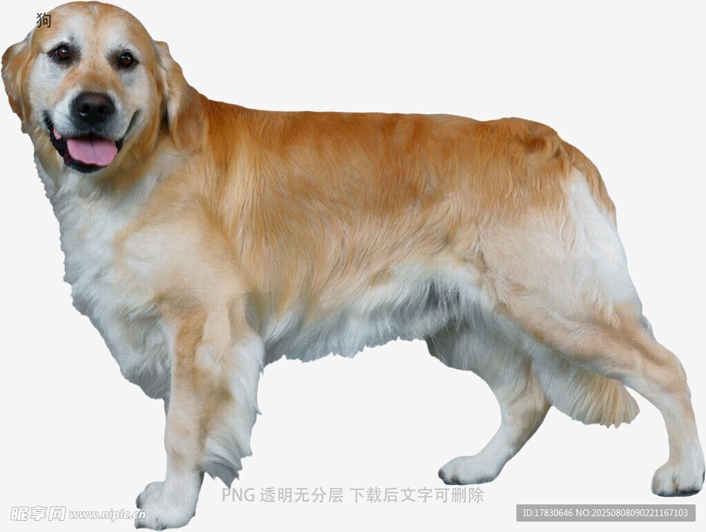 狗