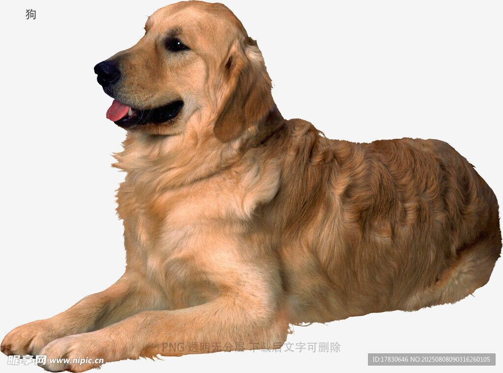 狗