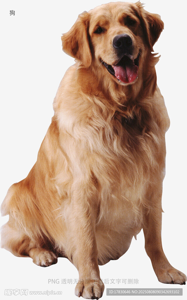狗
