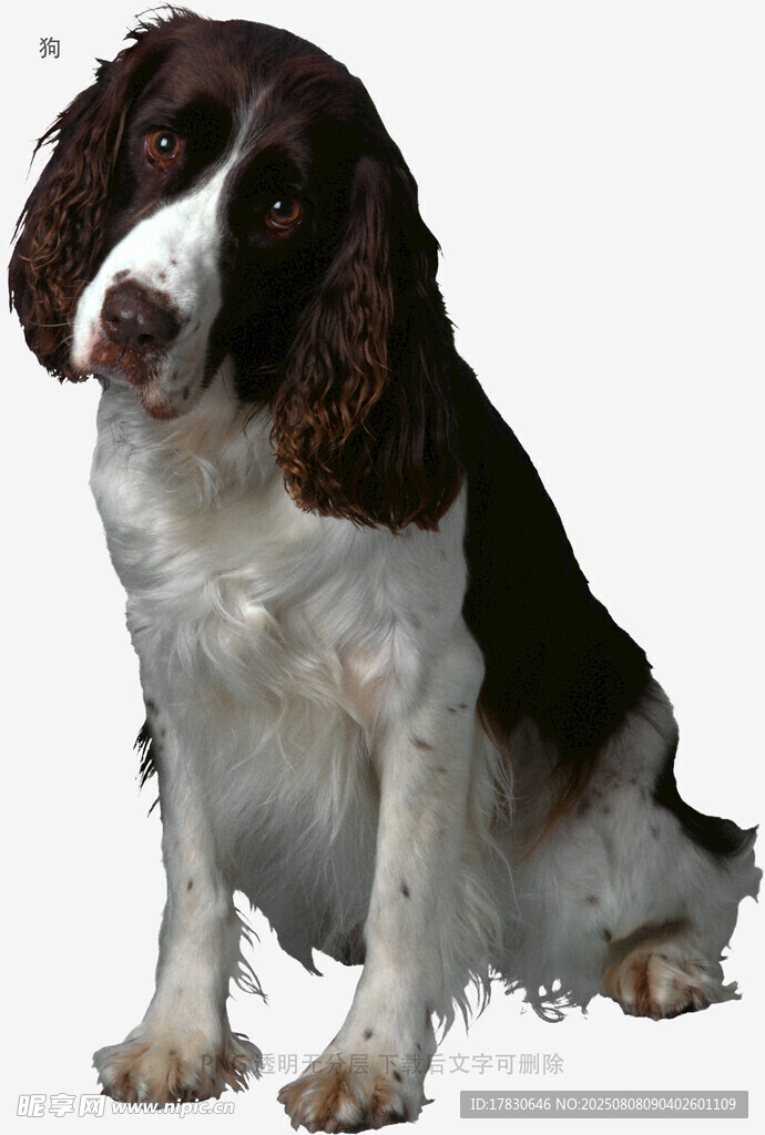 坐着的史宾格犬