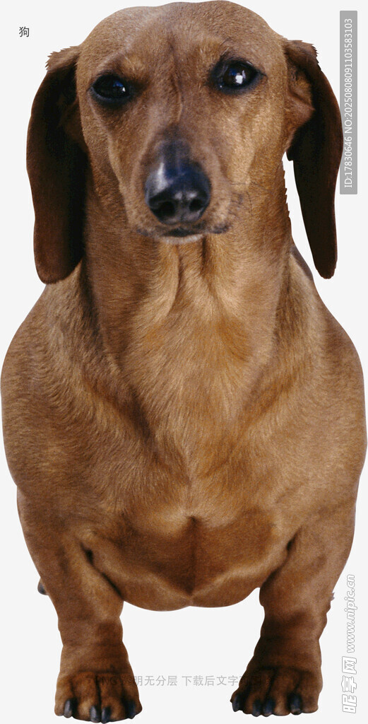 狗